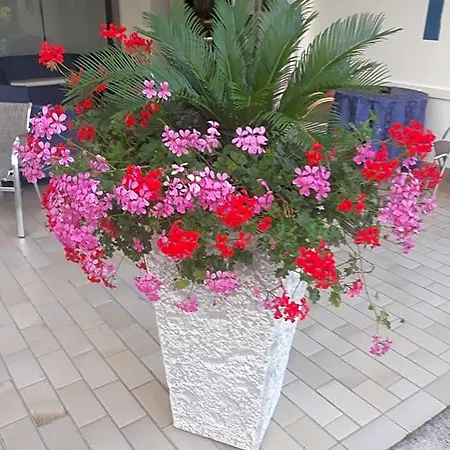 Serenella